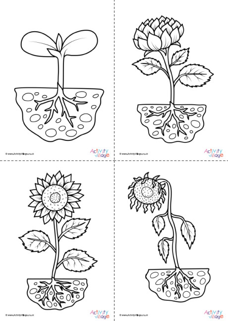 Life Cycle of a Sunflower | Activity Village